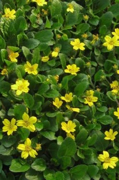 Superstar Green And Gold (Chrysogonum) - 3 Pack Of Quart Pots -Deals Sapling Whisper Store Chrysogonum Superstar Green And Gold