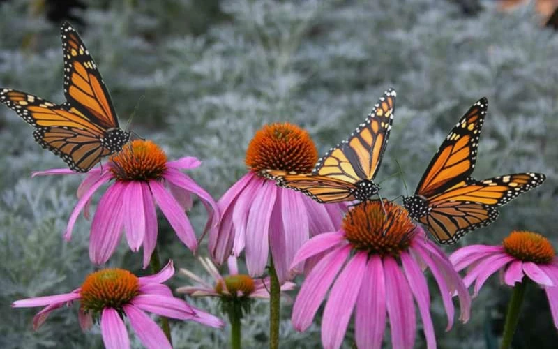 Purple Coneflower (Echinacea) - 8 Pack Of 1 Gallon Pots 6 Purple Coneflower (Echinacea) - 8 Pack Of 1 Gallon Pots - Image 4