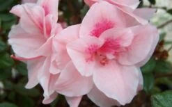 Autumn Belle Encore Azalea - 6 Pack Of 1 Gallon Pots -Deals Sapling Whisper Store Encore Azalea Autumn Belle 1