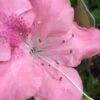 Autumn Debutante Encore Azalea - 1 Gallon 1 Autumn Debutante Encore Azalea - 1 Gallon -Deals Sapling Whisper Store Encore Azalea Autumn Debutante 500x750 1