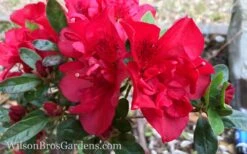 Autumn Fire Encore Azalea - 1 Gallon Pot 11 Autumn Fire Encore Azalea - 1 Gallon Pot -Deals Sapling Whisper Store Encore Azalea Autumn Fire 10