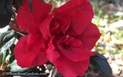 Autumn Fire Encore Azalea - 1 Gallon Pot 12 Autumn Fire Encore Azalea - 1 Gallon Pot -Deals Sapling Whisper Store Encore Azalea Autumn Fire WB