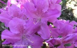 Autumn Lilac Encore Azalea - 1 Gallon Pot 13 Autumn Lilac Encore Azalea - 1 Gallon Pot -Deals Sapling Whisper Store Encore Azalea Autumn Lilac 7