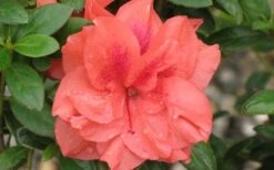 Autumn Monarch Encore Azalea - 1 Gallon Pot 9 Autumn Monarch Encore Azalea - 1 Gallon Pot -Deals Sapling Whisper Store Encore Azalea Autumn Monarch 4 50