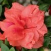 Autumn Monarch Encore Azalea - 1 Gallon Pot -Deals Sapling Whisper Store Encore Azalea Autumn Monarch 500x750 1