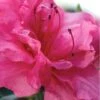 Autumn Rouge Encore Azalea - 1 Gallon Pot 2 Autumn Rouge Encore Azalea - 1 Gallon Pot -Deals Sapling Whisper Store Encore Azalea Autumn Rouge 1 500x750 1
