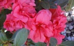 Autumn Rouge Encore Azalea - 1 Gallon Pot -Deals Sapling Whisper Store Encore Azalea Autumn Rouge 5