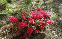 Autumn Ruby Encore Azalea - 1 Gallon Pot -Deals Sapling Whisper Store Encore Azalea Autumn Ruby 5