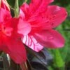 Autumn Ruby Encore Azalea - 1 Gallon Pot -Deals Sapling Whisper Store Encore Azalea Autumn Ruby 500x750 1