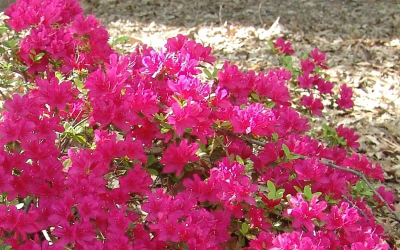 Autumn Sundance Encore Azalea - 1 Gallon Pot 6 Autumn Sundance Encore Azalea - 1 Gallon Pot - Image 4