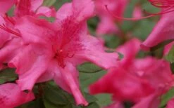 Autumn Sundance Encore Azalea - 1 Gallon Pot 11 Autumn Sundance Encore Azalea - 1 Gallon Pot -Deals Sapling Whisper Store Encore Azalea Autumn Sundance 51