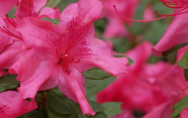 Autumn Sundance Encore Azalea - 1 Gallon Pot 7 Autumn Sundance Encore Azalea - 1 Gallon Pot - Image 5