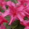 Autumn Sundance Encore Azalea - 1 Gallon Pot 2 Autumn Sundance Encore Azalea - 1 Gallon Pot -Deals Sapling Whisper Store Encore Azalea Autumn Sundance Rev 500x750 1
