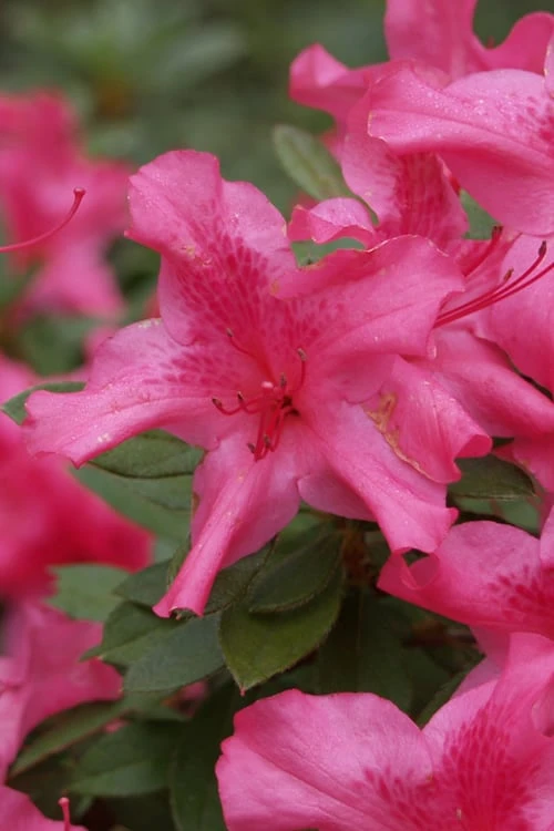 Autumn Sundance Encore Azalea - 1 Gallon Pot 3 Autumn Sundance Encore Azalea - 1 Gallon Pot