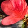 Autumn Sunset Encore Azalea - 1 Gallon Pot -Deals Sapling Whisper Store Encore Azalea Autumn Sunset 2 500x750 1