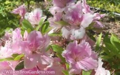 Autumn Sweetheart Encore Azalea - 1 Gallon Pot -Deals Sapling Whisper Store Encore Azalea Autumn Sweetheart 51