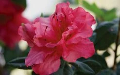 Autumn Rouge Encore Azalea - 1 Gallon Pot -Deals Sapling Whisper Store Encore Azalea Autumn20Rouge