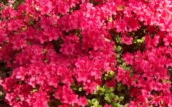 Autumn Cheer Encore Azalea - 1 Gallon Pot 9 Autumn Cheer Encore Azalea - 1 Gallon Pot -Deals Sapling Whisper Store Encore Azalea Cheer 1