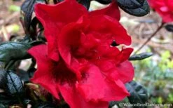 Autumn Fire Encore Azalea - 1 Gallon Pot 13 Autumn Fire Encore Azalea - 1 Gallon Pot -Deals Sapling Whisper Store Encore Azalea Fire