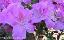 Autumn Lilac Encore Azalea - 1 Gallon Pot 11 Autumn Lilac Encore Azalea - 1 Gallon Pot -Deals Sapling Whisper Store Encore Azalea Lilac 8