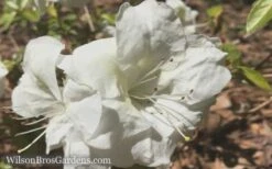 Autumn Moonlight Encore Azalea - 1 Gallon Pot -Deals Sapling Whisper Store Encore Azalea Moonlight 5