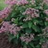 Euphoria Ruby Joe Pye Weed - 1 Gallon Pot -Deals Sapling Whisper Store Eupatorium Euphoria Ruby 2