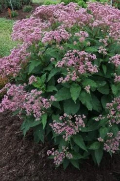 Euphoria Ruby Joe Pye Weed - 1 Gallon Pot