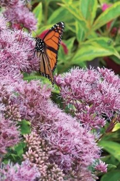 Euphoria Ruby Joe Pye Weed - 1 Gallon Pot 9 Euphoria Ruby Joe Pye Weed - 1 Gallon Pot -Deals Sapling Whisper Store Eupatorium Euphoria Ruby 3