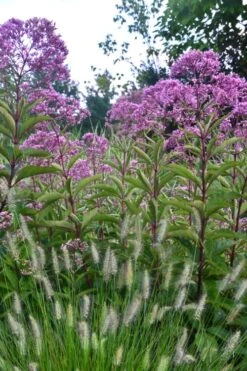 Eupatorium Maculatum 'Gateway' (Joe Pye Weed) - 1 Gallon Pot -Deals Sapling Whisper Store Eupatorium Gateway 1