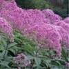 Eupatorium Maculatum 'Gateway' (Joe Pye Weed) - 1 Gallon Pot -Deals Sapling Whisper Store Eupatorium Gateway 2