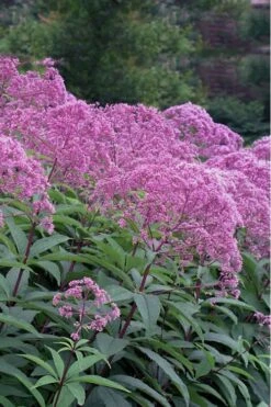 Eupatorium Maculatum 'Gateway' (Joe Pye Weed) - 1 Gallon Pot