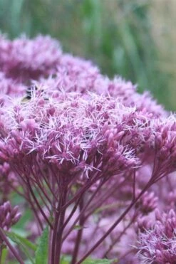 Eupatorium Dubium 'Little Joe' (Joe Pye Weed) - 8 Pack Of 1 Gallon Pots -Deals Sapling Whisper Store Eupatorium Little Joe 1