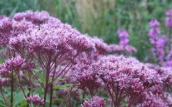 Eupatorium Dubium 'Little Joe' (Joe Pye Weed) - 8 Pack Of 1 Gallon Pots -Deals Sapling Whisper Store Eupatorium Little Joe 2