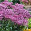 Eupatorium Dubium 'Little Joe' (Joe Pye Weed) - 8 Pack Of 1 Gallon Pots -Deals Sapling Whisper Store Eupatorium Little Joe 3