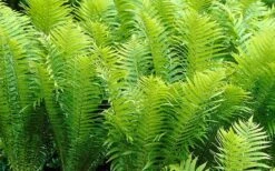 Ostrich Fern - Matteuccia Struthiopteris - 6 Pack Of 1 Gallon Pots 9 Ostrich Fern - Matteuccia Struthiopteris - 6 Pack Of 1 Gallon Pots -Deals Sapling Whisper Store Fern Ostrich 2