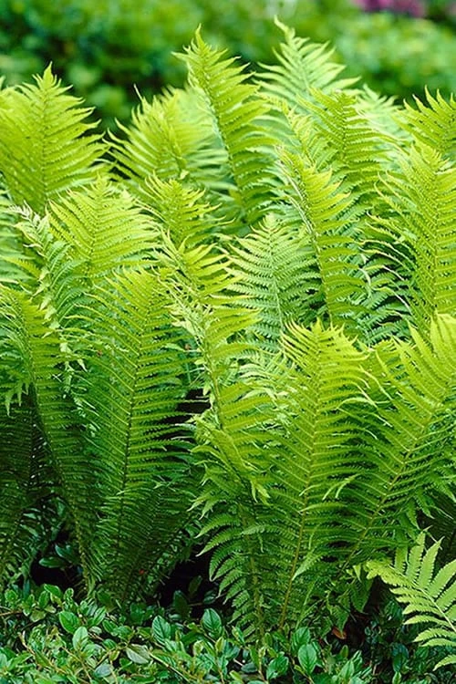 Ostrich Fern - Matteuccia Struthiopteris - 6 Pack Of 1 Gallon Pots 3 Ostrich Fern - Matteuccia Struthiopteris - 6 Pack Of 1 Gallon Pots