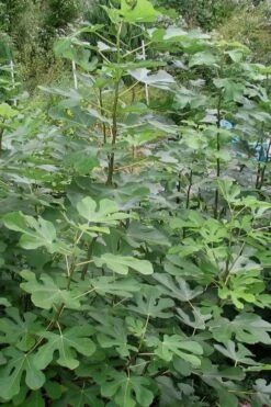 Black Mission Fig Tree - 1 Gallon Pot 10 Black Mission Fig Tree - 1 Gallon Pot -Deals Sapling Whisper Store Fig Black Mission 5