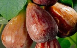 Brown Turkey Fig Tree - 3 Gallon Pot 14 Brown Turkey Fig Tree - 3 Gallon Pot -Deals Sapling Whisper Store Fig Brown Turkey 20 2