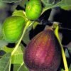 Brown Turkey Fig Tree - 3 Gallon Pot 2 Brown Turkey Fig Tree - 3 Gallon Pot -Deals Sapling Whisper Store Fig Brown Turkey BS 2