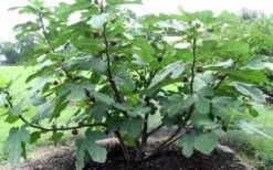 Chicago Cold Hardy Fig Tree - 3 Gallon Pot -Deals Sapling Whisper Store Fig Chicago Cold Hardy 1 2