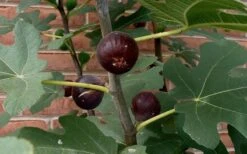 Chicago Cold Hardy Fig Tree - 1 Gallon Pot 10 Chicago Cold Hardy Fig Tree - 1 Gallon Pot -Deals Sapling Whisper Store Fig Chicago Cold Hardy 2