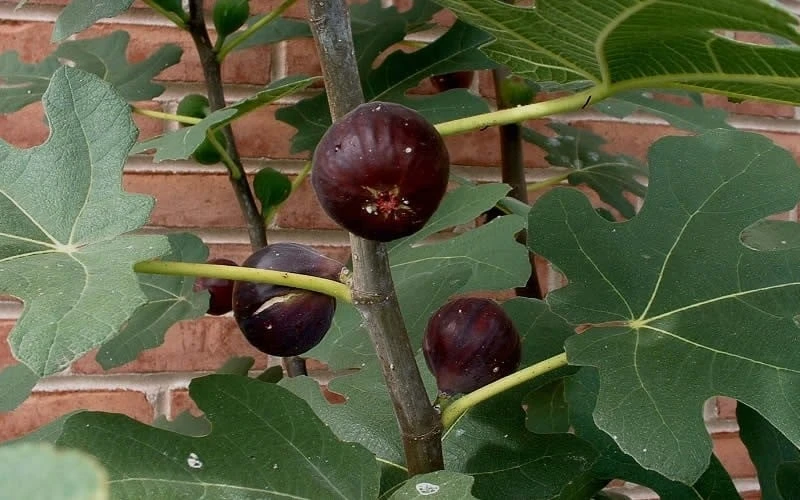 Chicago Cold Hardy Fig Tree - 1 Gallon Pot 6 Chicago Cold Hardy Fig Tree - 1 Gallon Pot - Image 4