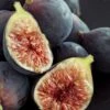Chicago Cold Hardy Fig Tree - 1 Gallon Pot -Deals Sapling Whisper Store Fig Chicago Cold Hardy Rev 2 500x750 2