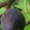 LSU Purple Fig Tree - 3 Gallon Pot -Deals Sapling Whisper Store Fig LSU Purple 500x750 1
