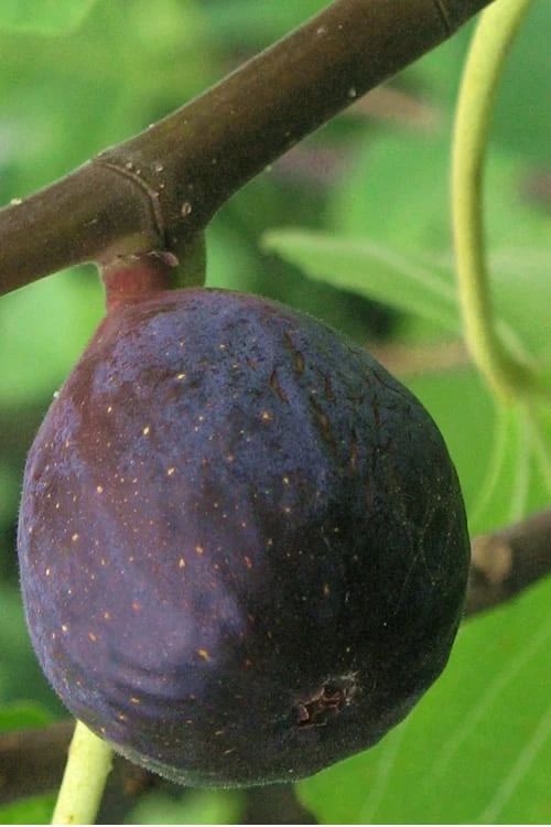 LSU Purple Fig Tree - 1 Gallon Pot 3 LSU Purple Fig Tree - 1 Gallon Pot