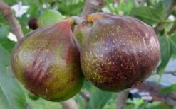 Olympian Cold Hardy Fig Tree - 2 Gallon Pot 10 Olympian Cold Hardy Fig Tree - 2 Gallon Pot -Deals Sapling Whisper Store Fig Olympain 2
