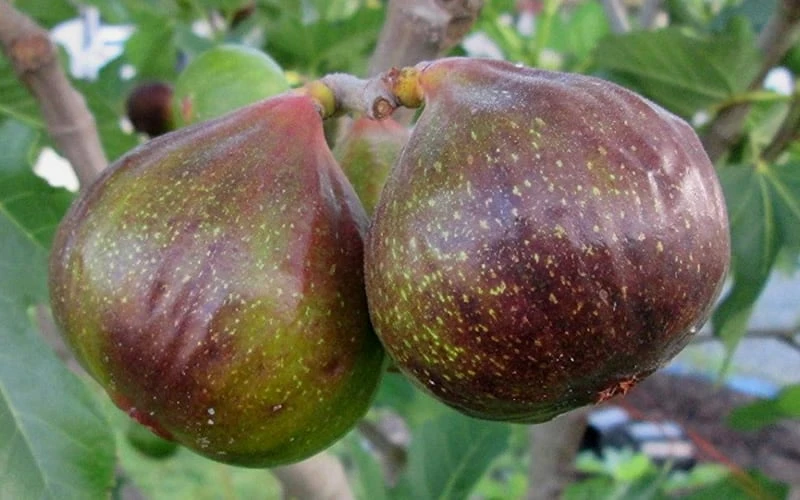 Olympian Cold Hardy Fig Tree - 2 Gallon Pot 6 Olympian Cold Hardy Fig Tree - 2 Gallon Pot - Image 4