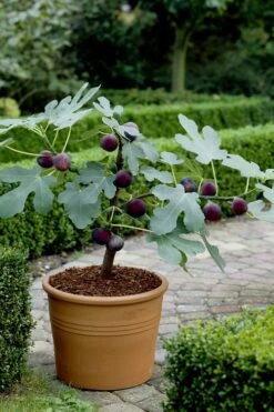 Texas Everbearing Fig Tree - 1 Gallon Pot 11 Texas Everbearing Fig Tree - 1 Gallon Pot -Deals Sapling Whisper Store Fig Texas Everbearing 13 1