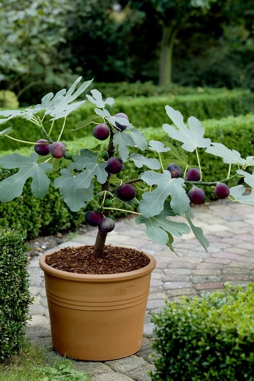 Texas Everbearing Fig Tree - 1 Gallon Pot 5 Texas Everbearing Fig Tree - 1 Gallon Pot - Image 4
