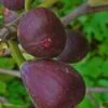 Texas Everbearing Fig Tree - 1 Gallon Pot 1 Texas Everbearing Fig Tree - 1 Gallon Pot -Deals Sapling Whisper Store Fig Texas Everbearing 2 500x750 2